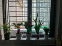 蝴蝶之舞红掌一帆风顺盆栽植物室内花卉好养土培大盆水养四季常青绿植 红掌【螺纹盆】 含盆 实拍图