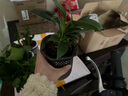 绿有意步步高观音竹富贵荷花竹水养土培盆栽室内桌摆植物吸甲醛水培植物 【净化组合】富贵竹+绿公主+绿萝 含盆 实拍图