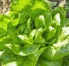 北蔬 奶油生菜种子苗早生阳台四季种青菜蔬菜种籽 奶油生菜种子3500粒 实拍图