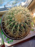 金虎狂刺仙人球盆栽植物绿植金虎超盆栽大盆栽办公室仙人掌 直径10厘米左右 含盆塑料 实拍图