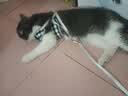 启萌先生 猫咪牵引绳胸背式小型犬泰迪比熊外出防挣脱溜猫绳子小狗链子 银铃铛黑白格子 S(3-8斤猫狗) 实拍图
