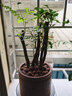 小叶紫檀盆景树桩盆景绿植物室内四季常青盆栽黑骨茶树苗名贵老桩 中号【厚德载物紫砂盆】 栽好发货 实拍图