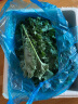 绿食者 羽衣甘蓝 绿叶甘兰嫩叶芥蓝菜kale西餐沙拉健康轻食新鲜蔬菜 500g 实拍图