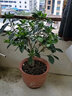 莹影栀子花盆栽带花苞大花浓香四季开花苗庭院花卉盆栽花绿植花卉盆栽 独杆栀子【不带盆】 8年苗盆栽好看【不带盆】 实拍图