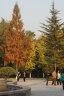 索尼/Sony A5000 A5100  NEX-5T 5R 5c二手半画幅微单相机 奶昔系列 A5100(16-50)套机 颜色随机 99新 实拍图