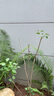 丁香花苗 丁香花树苗欧洲花苗花卉植物室内庭院风景树耐寒四季紫丁香花盆栽 双色 丁香4年苗以上(当年开花) 树苗 实拍图