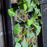 爱丽丝S-5育苗箱多肉叶插种植组合盆栽有盖子可选播种育苗盆托盘 12个2022黑盆+爱丽思箱+A3托盘 实拍图