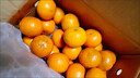 广西武鸣沃柑2025橘子新鲜水果当季一级沙糖蜜橘砂糖柑橘大果 大果(单果径65-70mm) 净重8.5斤 实拍图
