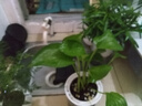开时果 绿植盆栽桌面水培绿植 办公室植物懒人盆景水养植物源头直发包邮 罗汉松（绿叶盎然） 实拍图