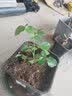 泰西丝灌木月季花树苗庭院阳台花卉绿植四季浓香盆栽蔷薇玫瑰花源头直发 实拍图