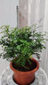 开时果 正宗胡椒木盆栽清香型 桌面植物苗防驱蚊草绿植盆景源头直发包邮 【6年大苗】南瓜白瓷盆+肥料 实拍图