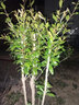 欧悟【买2颗送1颗】嫁接车厘子树苗大樱桃树苗盆栽果树苗木南北方种植 水蜜桃树苗 八年大苗（爆果） 实拍图