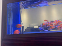 欧宝客厅鱼缸水族箱 大型金龙鱼缸玻璃家用新中式隔断屏风落地金鱼缸 底过滤（加宽） 2米长 晒单实拍图