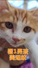 美滋元猫条猫零食 流质猫条湿粮成幼猫全猫咪通用 金枪鱼 猫条12g*15支 实拍图