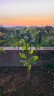滨淇果树苗无花果苗当年结果波姬红南方北方种植水果苗 3厘米粗1棵 实拍图