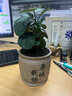 墨一菩提树盆景办公室茶桌四季植物 小盼菩提厚德载物盆 源头直发 实拍图