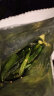 百草味 秋葵脆50g/袋 果干蜜饯 零食即食脱水蔬菜干休闲食品秋葵干 实拍图
