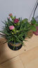 沭之美康乃馨盆栽庭院阳台室内观花植物绿植  康乃馨玫红色+0.5加仑盆 晒单实拍图