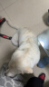 麦富迪狗粮 藻趣儿7.5kg 幼犬中大型小型犬通用（牛肉螺旋藻）金毛泰迪 实拍图