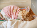 爱它乐猫狗服装春秋夏季保暖卫衣小宠物泰迪猫咪外套可爱小熊粉中 晒单实拍图