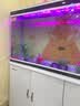 闽江（minjiang）鱼缸水族箱家用屏风生态造景中大型金龙鱼缸客厅免换水鱼缸 纯洁白色（养鱼礼包+造景礼包+升级过滤） 长120.6*宽36.7*高139(缸体+底柜) 实拍图