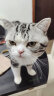 FURminator富美内特猫梳子布偶长毛猫梳毛刷猫用宠物梳子去毛神器梳毛神器 长毛小型猫≤4.5kg 实拍图