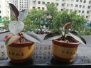 圣比莱陶瓷花盆大口径透气带托盘泥瓦盆陶土盆处理育苗紫砂陶瓷盆梅花盆 口径32两个 中等 实拍图