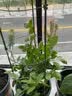 柯必达 爬藤架花架 植物攀爬架铁艺架子月季铁线莲花架爬藤花支架 伸缩型 高1.2m(3杆4圈) 实拍图