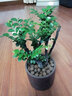 小叶紫檀盆景树桩盆景绿植物室内四季常青盆栽黑骨茶树苗名贵老桩 大号【舍得紫砂盆】 栽好发货 实拍图