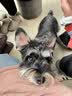 汪爸爸羊奶粉狗犬用幼犬成犬小狗比熊金毛狗狗专用营养补充剂宠物奶粉 羊奶粉1盒+鲜肉幼狗粮1kg 实拍图