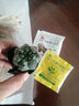 种花迷绯花玉仙人球盆栽四季开花好活净化空气吸甲醛桌摆办公室花卉绿植 玫红原盆原土 小球3-4厘米 实拍图