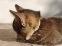 大宠爱（REVOLUTION）猫用成猫幼猫体外驱虫药滴剂一体除体内外同驱耳螨虫跳蚤虱子驱虫 2.6-7.5kg猫45mg(3支盒) 晒单实拍图