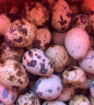 鲜窝窝 新鲜生鹌鹑蛋 含卤蛋料 当日生鲜鹑鸟蛋 100枚 晒单实拍图