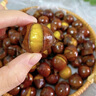 鲜合作（XIANHEZUO）【顺丰发货】2025年现摘福建特产建瓯高山锥栗圆尖油栗子新鲜板栗 实拍图