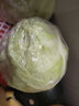 诸氏橙品【有机】绿甘蓝 新鲜蔬菜包菜卷心菜圆白菜 凉拌沙拉食材有机蔬菜 （1份*500g/份）尝鲜 实拍图