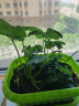 大禹 家庭鸡毛菜种子青菜籽阳台盆栽种植 长方形绿色种菜盆 晒单实拍图