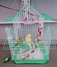 凡佰酷虎皮鹦鹉鸟笼绣眼牡丹文鸟大号别墅小号鸟笼子金属房顶造型观赏笼-定制 W108中号鸟笼套餐二【颜色留言】 实拍图