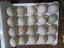 白荡里 鸭蛋 土鸭蛋56g/枚 新鲜鸭蛋农家散养生鸭蛋现捡现发新鲜到家 新鲜土鸭蛋（均重）56g*20枚 实拍图
