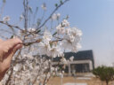 宝珠山（BAOZHUSHAN）红枣夹核桃仁 新疆和田红枣大枣夹核桃葡萄干孕妇零食独立包装 枣夹核桃葡萄干1500g整箱 实拍图