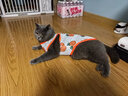 阿莫尔小狗狗猫咪衣服夏季薄款泰迪比熊博美背心宠物小型幼犬透气防掉毛 胡萝卜（夏季） XL 建议9-12斤 背长37cm 实拍图