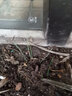 简雪进口草坪种子草籽矮生四季青庭院绿化四季常青护坡免修剪草种子 四季青种子1斤 实拍图