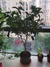 锦枫（jinfeng）桂花树苗盆栽植物办公室内花卉四季开花好养易活的客厅绿植小盆景 5年苗包开花+仿木桶盆 原土发货 实拍图