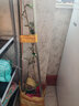 芥圃羊奶果树苗 德甜二号羊奶子苗直生果苗新品种地栽盆栽南方果树苗 德甜羊奶果嫁接苗【带土带叶  只卖真苗】 2年苗 高度：60-80公分 实拍图