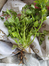 昂启蔬菜种子四季播盆栽阳台庭院香菜生菜菠菜小葱简单秋易种籽孑大全 香菜 约500粒 实拍图