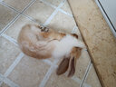 朗缤 兔子活体宠物兔活体新西兰肉兔公主兔小白荷兰侏儒活物兔子宠物 黄花公主兔1只 实拍图