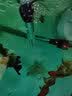 YEE不锈钢加热棒防爆自动恒温水族箱加热器鱼缸小型乌龟缸加温棒 【纯钢防爆】（500W）适合60-120cm鱼缸 实拍图