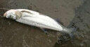 挺派 浮钓鲢鳙钓组水怪钓笼鲢鳙水怪钓组无阻倒刺鲢鱼胖头专用爆炸钩 5钩新型弹簧式饵笼2个装 9号 实拍图