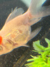 云峰海瑞观赏金鱼 冷水鱼 观赏鱼金鱼 活体鱼 淡水鱼小金鱼活鱼锦鲤鱼 顶红金鱼6-7厘米4条（颜色随机） 实拍图