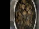 海蕴极鲜【活鲜】鲜活黄蚬子 新鲜丹东原产地捕捞蛤蜊烧烤食材 1500g （3斤） 实拍图