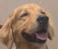 优瑞派狗粮 拉布拉多哈士奇金毛萨摩耶阿拉斯加中大型犬 成犬20kg40斤 晒单实拍图